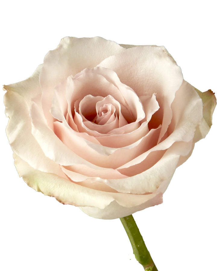 Quicksand Rose Valentine Day