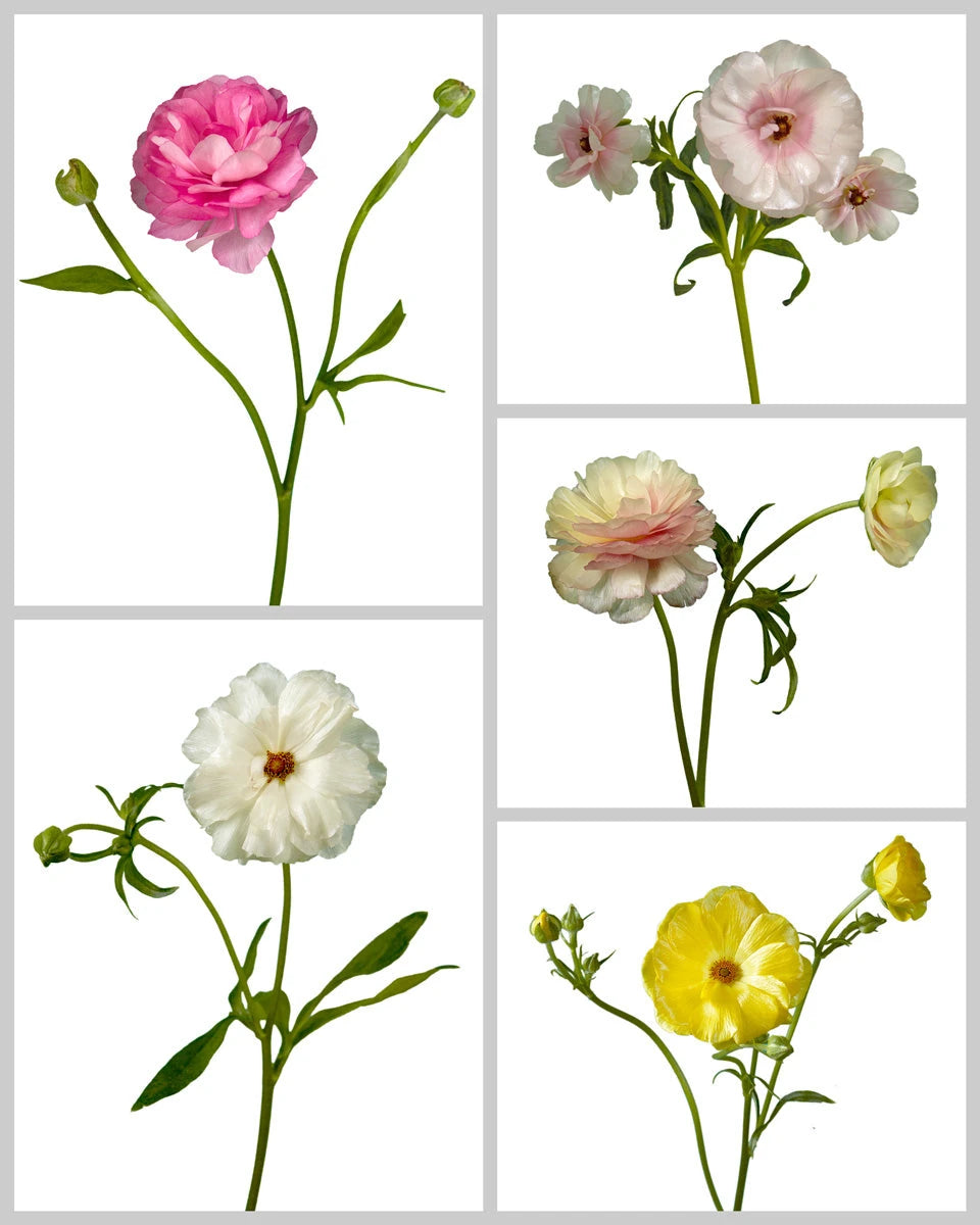 Ranunculus Butterfly Assorted Box #871