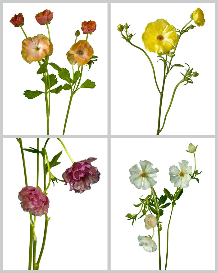 Ranunculus Butterfly Assorted Box #872