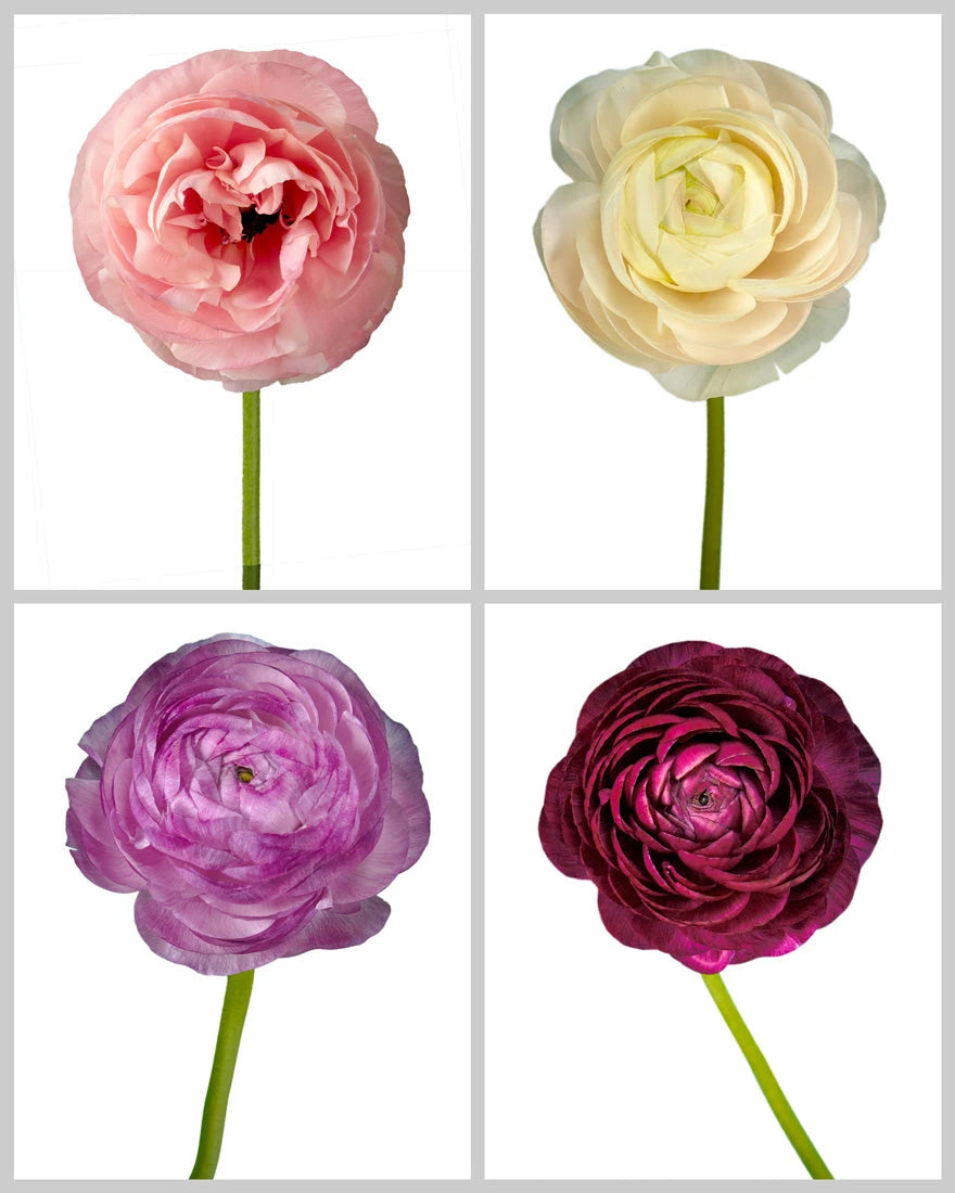 Ranunculus Elegance Assorted Box #847