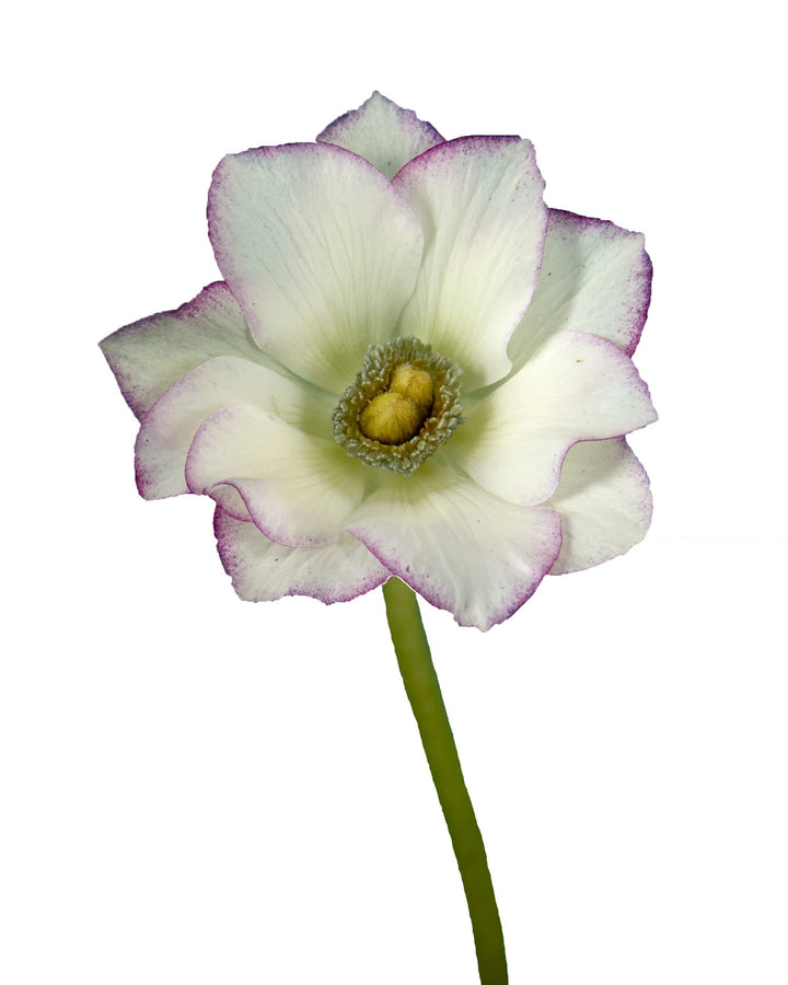 Rarity (Edge) Anemone