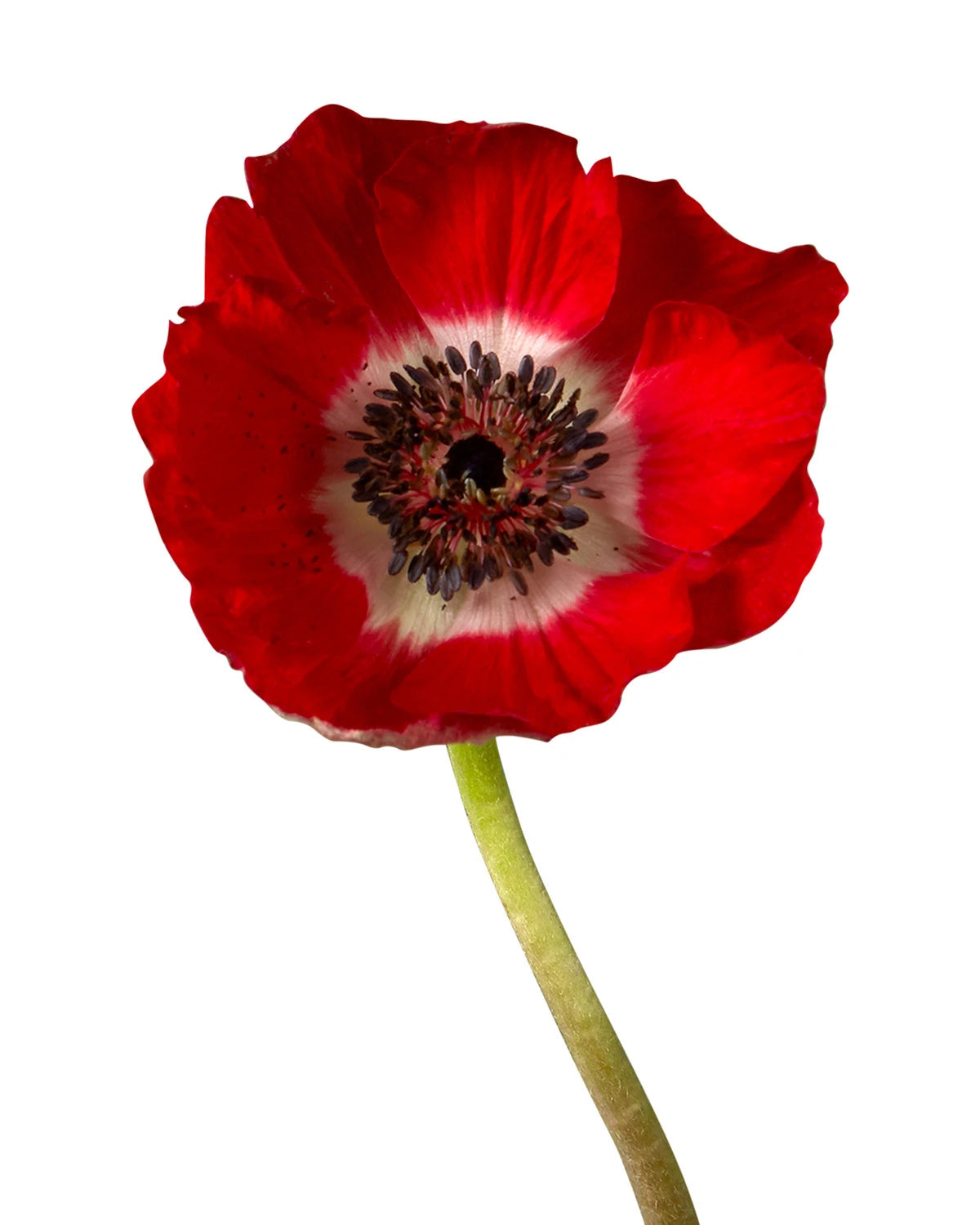 Anemone Mistral Red - 35CM - $1.98 Each