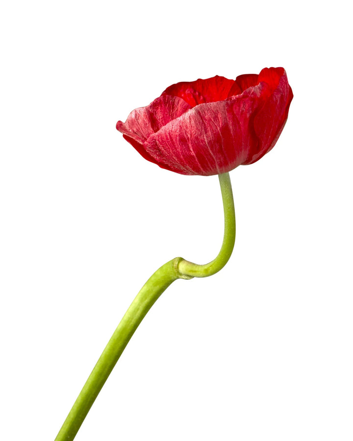 Red Anemone
