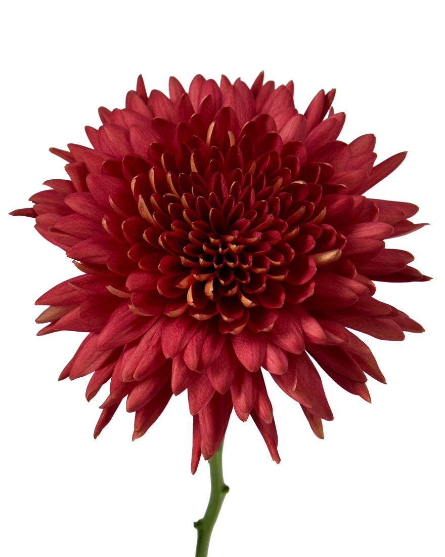 Red Cooper Chrysanthemum