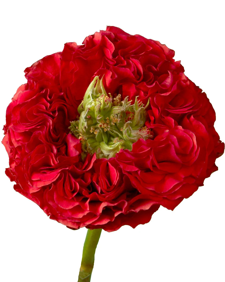 Red Eye Garden Rose Valentine Day