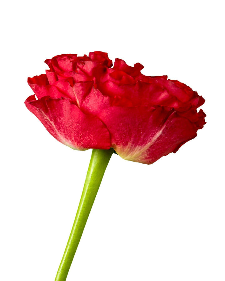 Red Eye Garden Rose Valentine Day