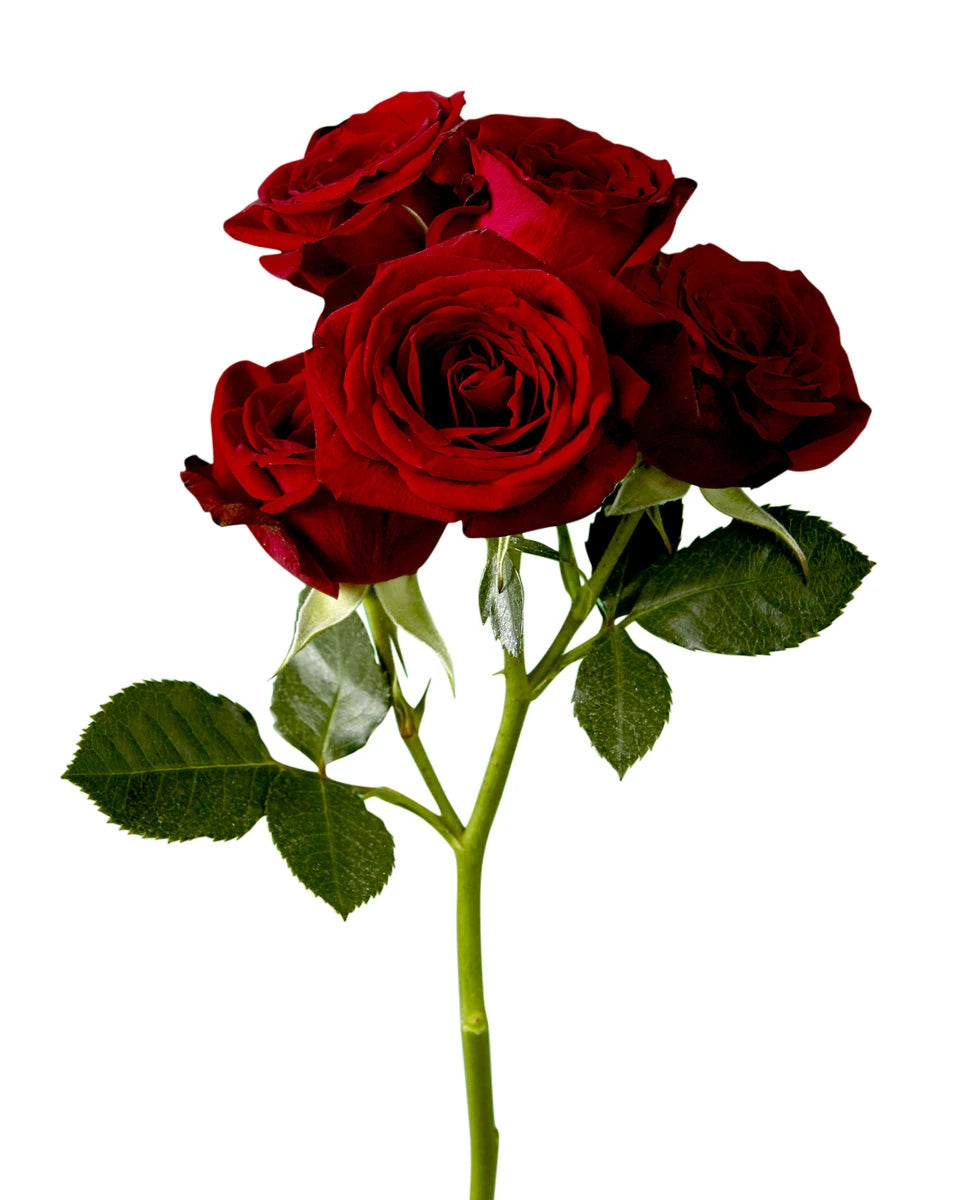 Red Rubicon Spray Rose