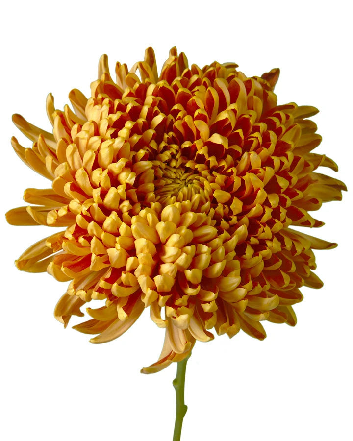 Resourci Chrysanthemum