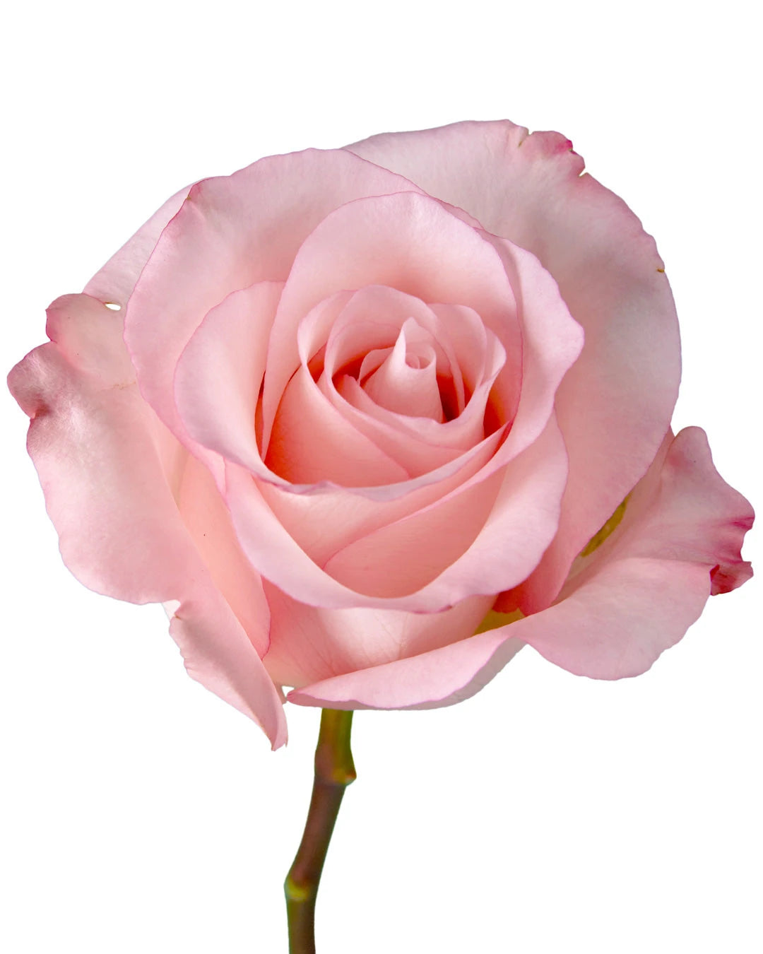 Reshone Roses Wholesale Rhoslyn Rose | PetalJet