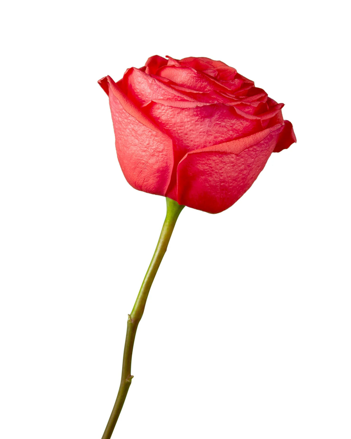 Rockstar Rose