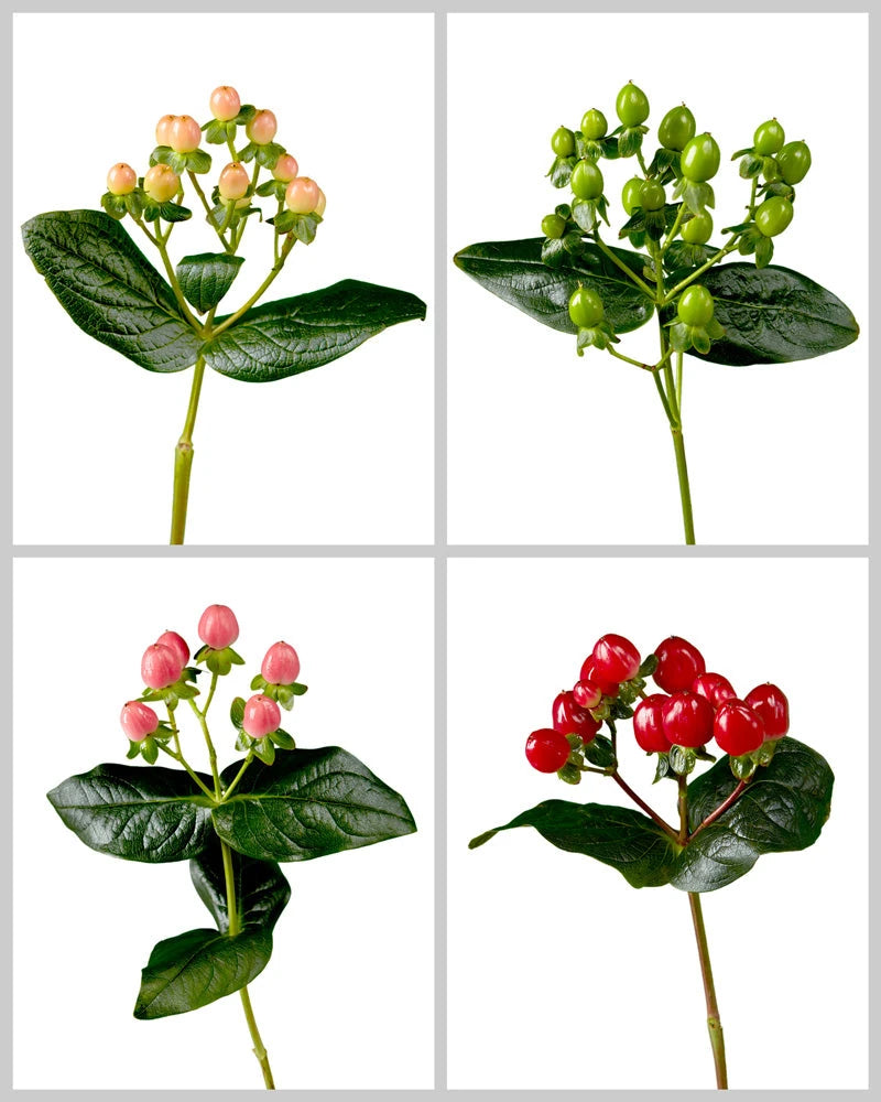 Romance Hypericum Assorted Box #104