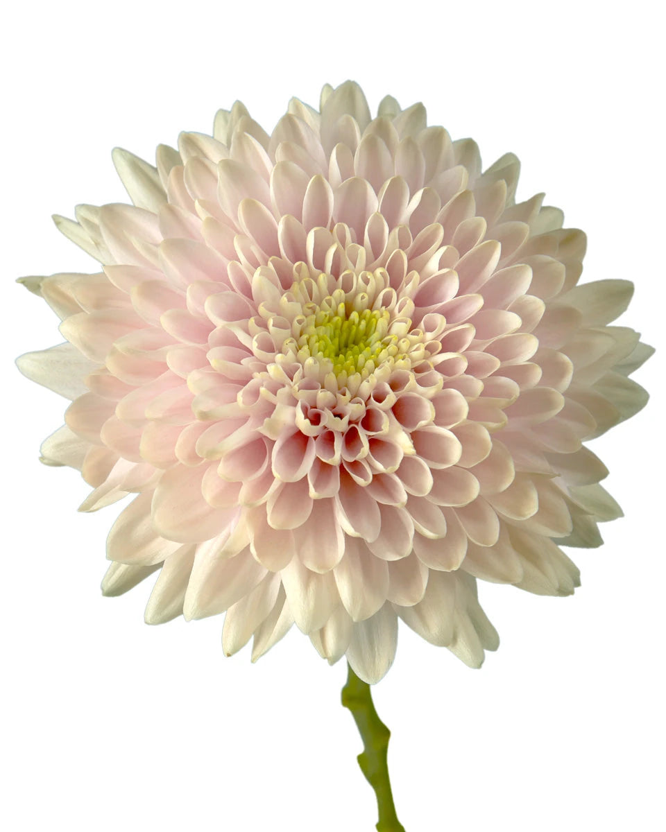 Romancero Cremon Chrysanthemum