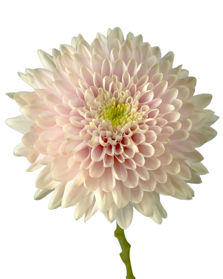 Romancero Cremon Chrysanthemum