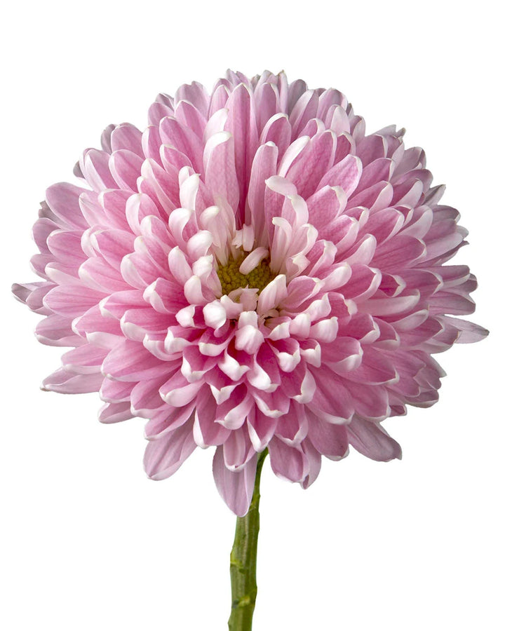 Rosano Dark Cremon Chrysanthemum