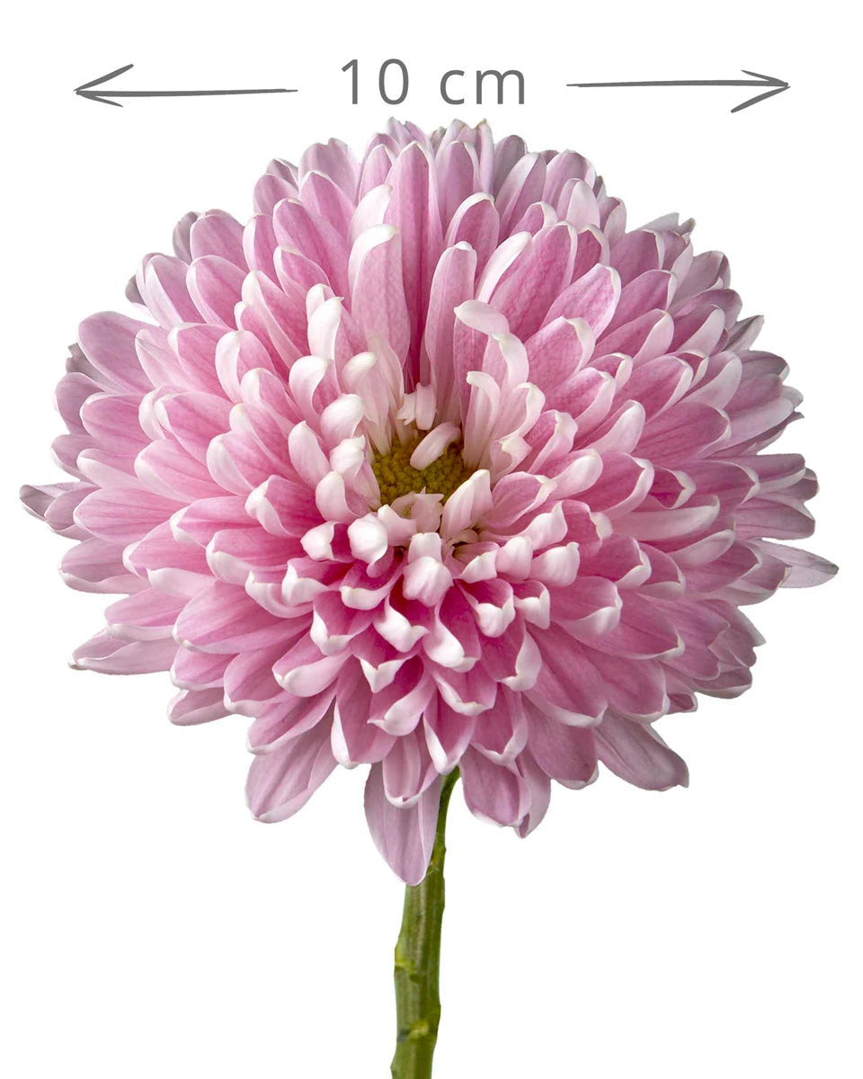 Rosano Dark Cremon Chrysanthemum