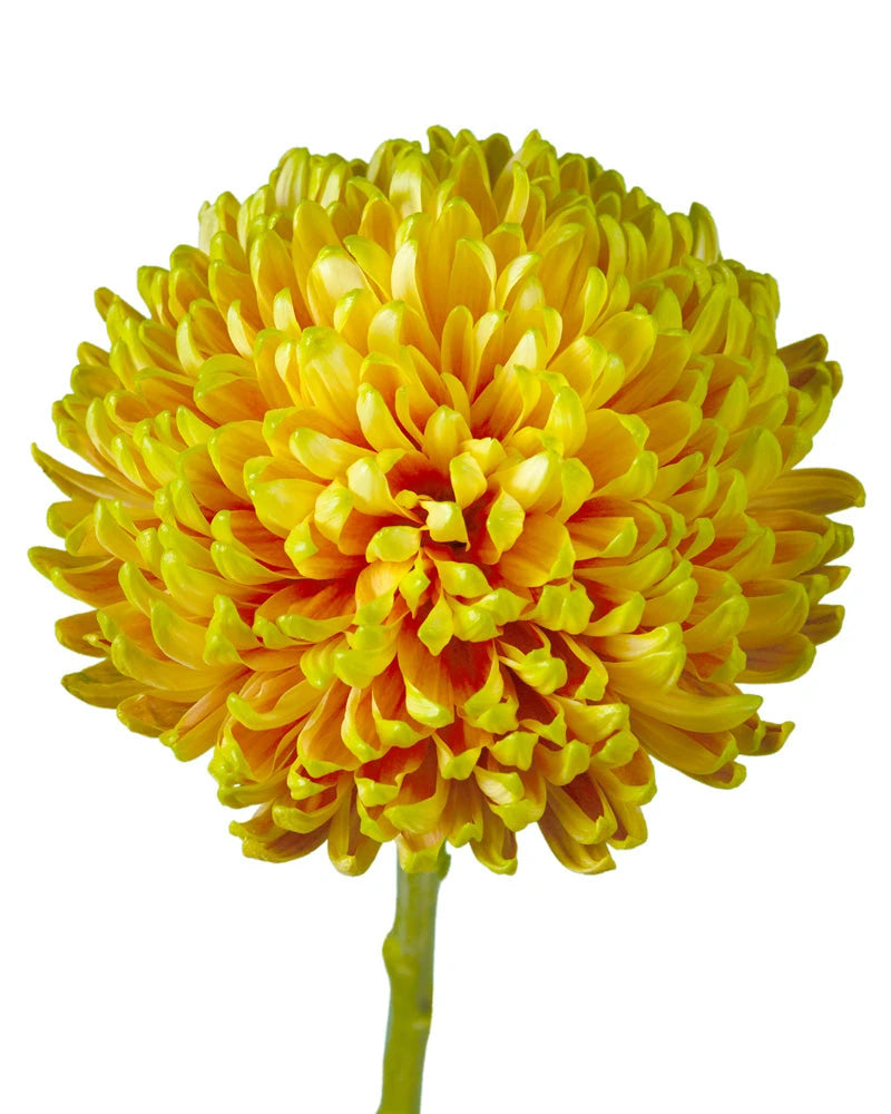 Rosano Elizabeth Cremon Chrysanthemum