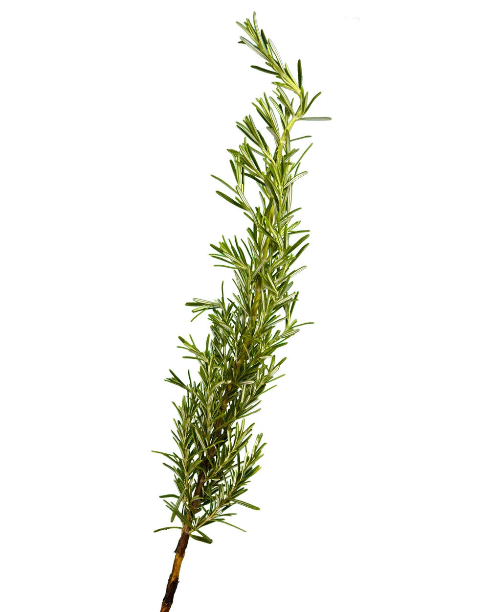 Rosemary