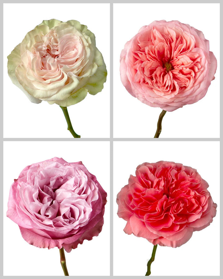 Roses Mixed Box #015 Valentine's Day (Garden Varieties)