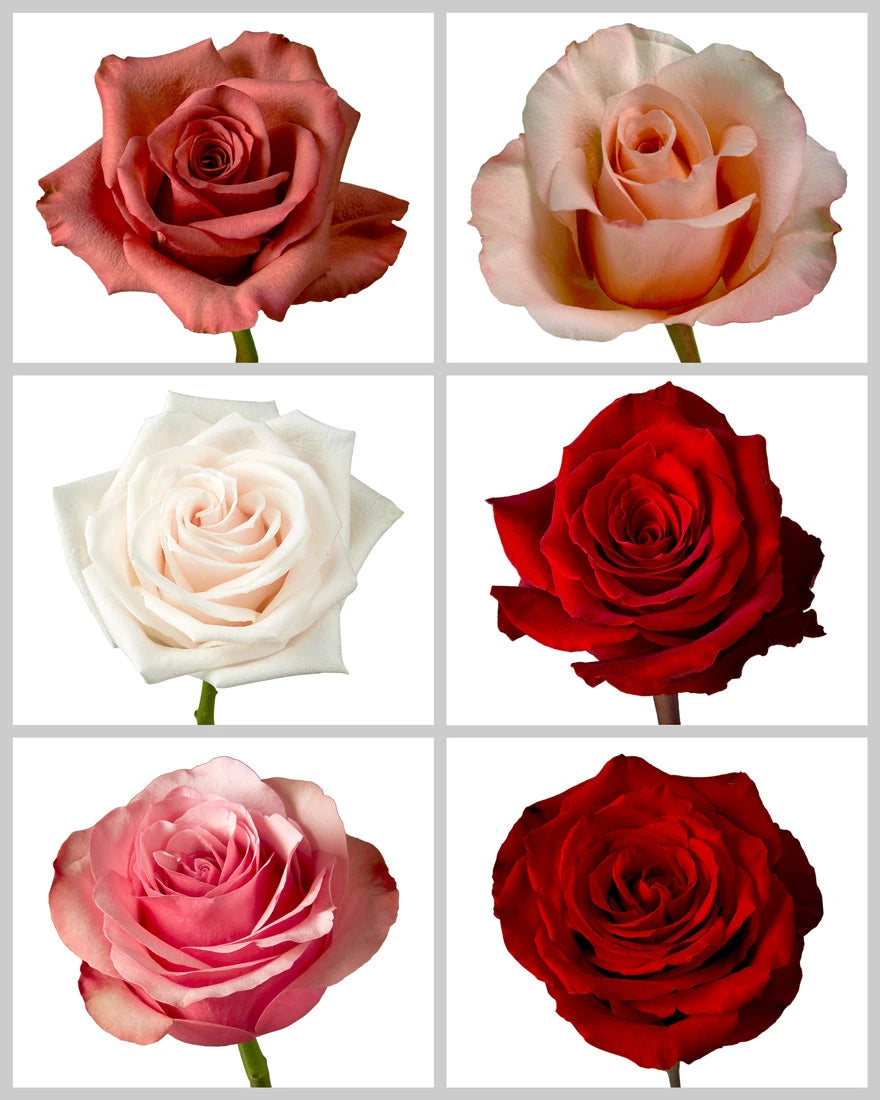 Roses Mixed Box #035 Valentine Day (42% Red Roses)