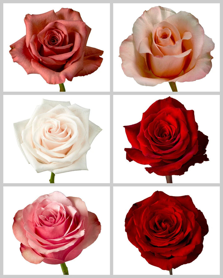 Roses Mixed Box #035 Valentine Day (42% Red Roses)