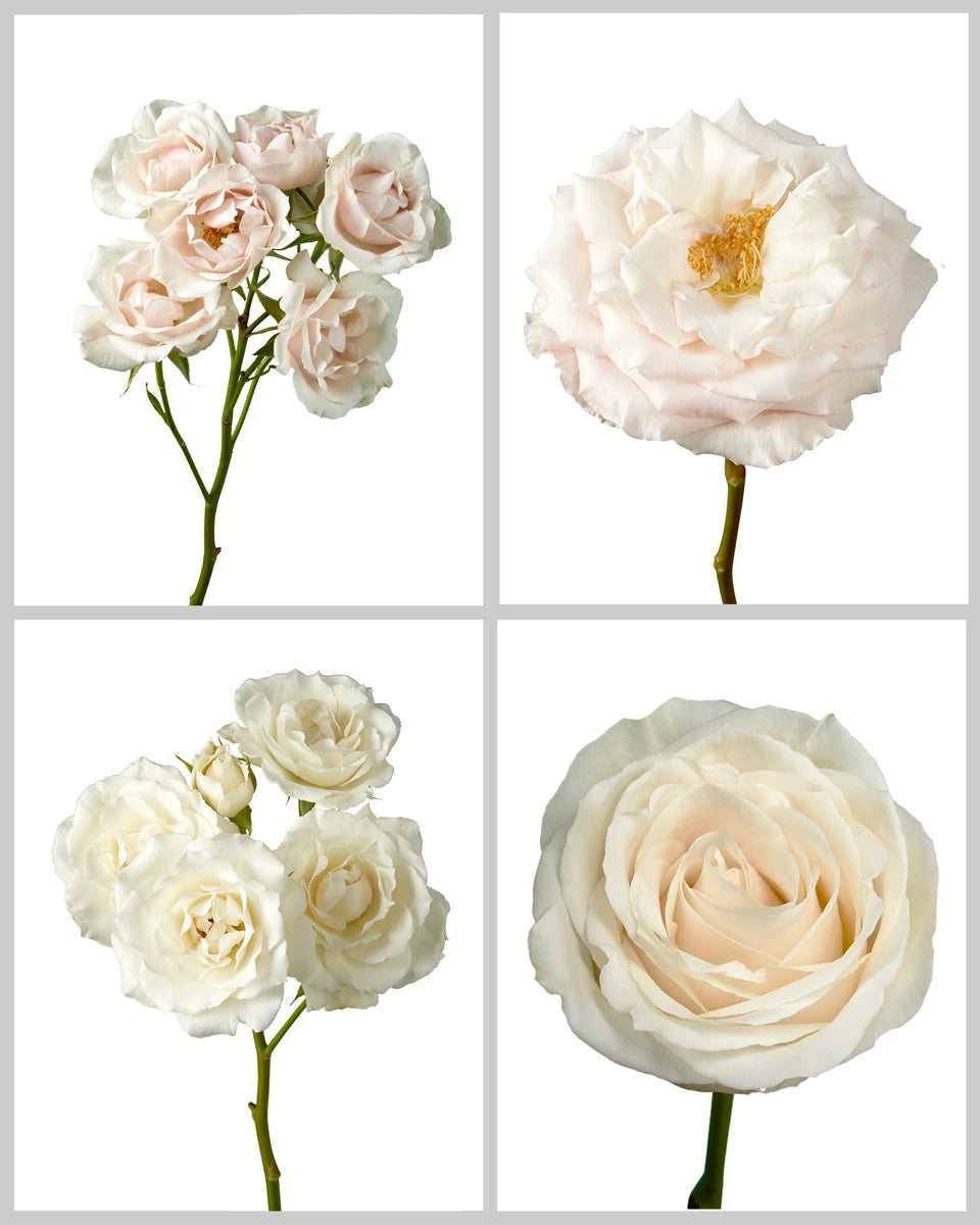 Roses Mixed Box #048 Valentine's Day