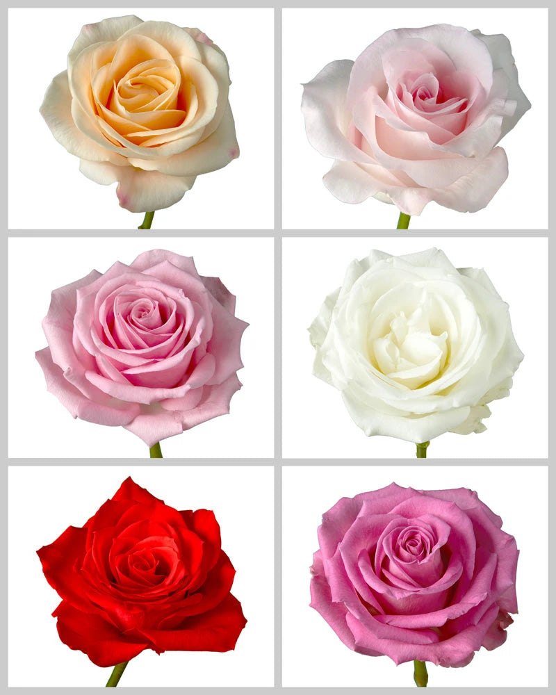 Hot Pink Spray Rose – Bulk Flowers | Phoenix AZ, image size:800x1000