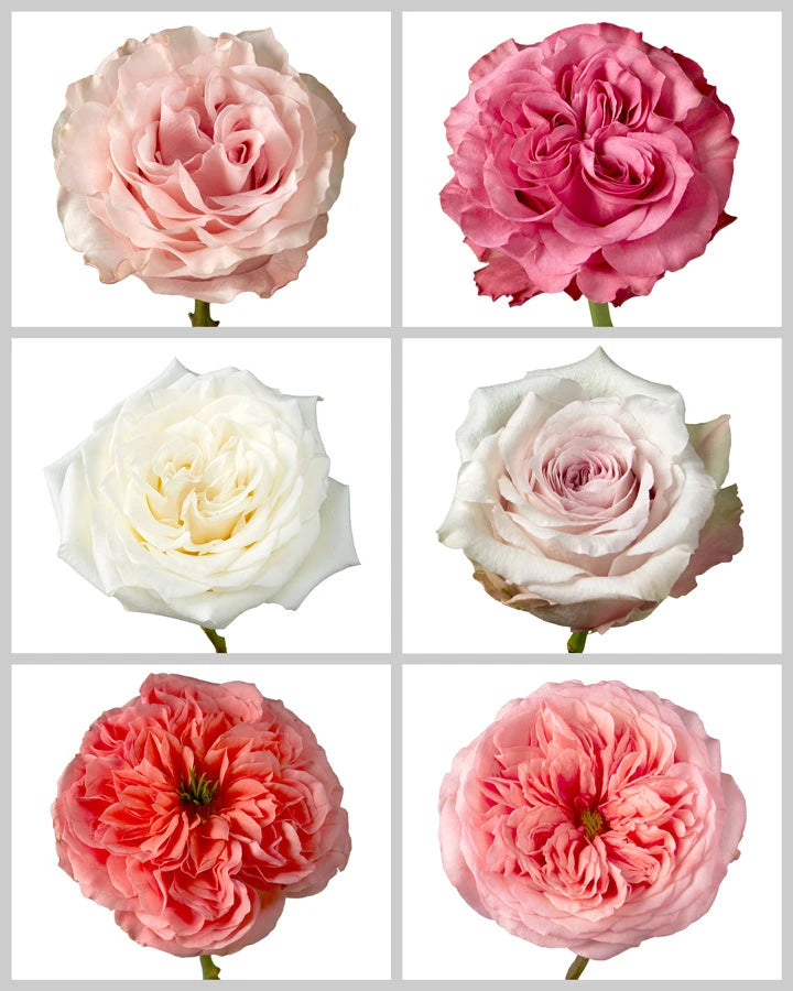 Roses Mixed Box #433