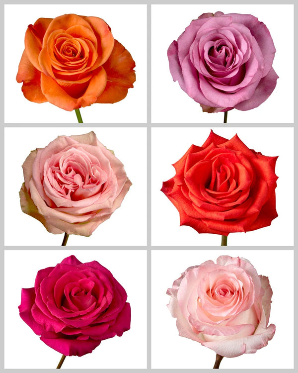 Wholesale Roses Mixed Box #434 | PetalJet