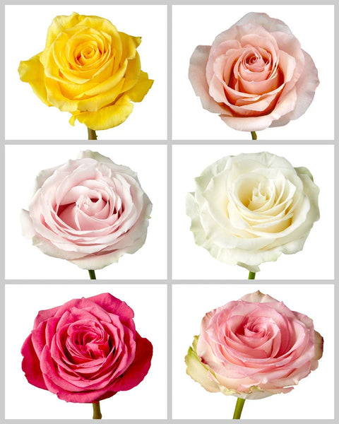 Wholesale Roses Mixed Box #436 | PetalJet