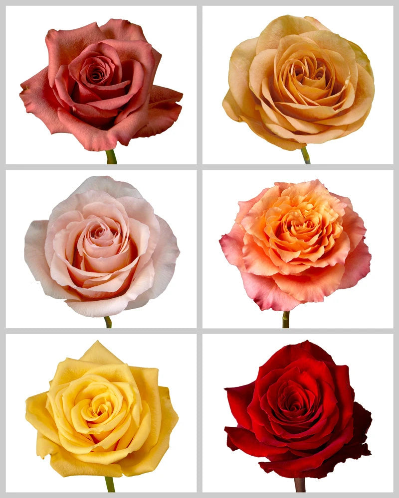 Roses Mixed Fall Box #455