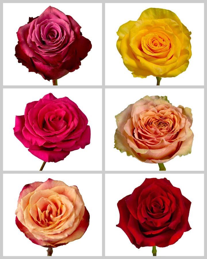 Roses Mixed Fall Box #456