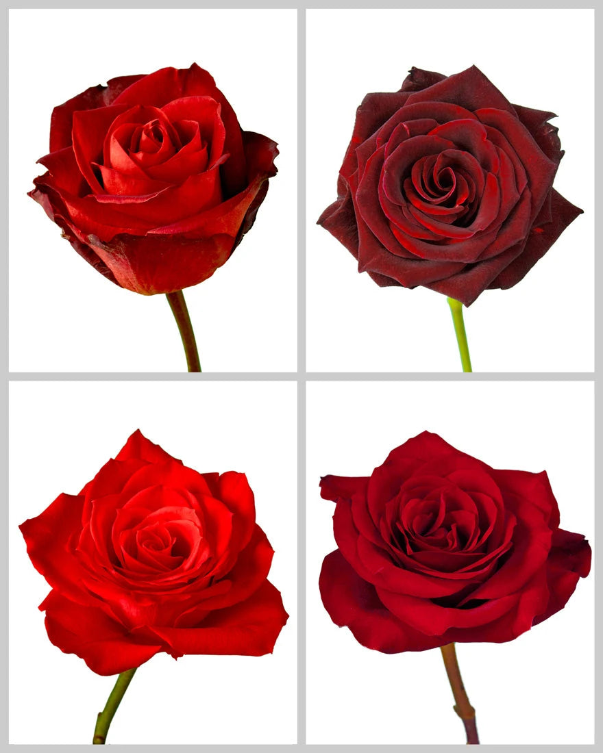 Roses Mixed Fall Box #457