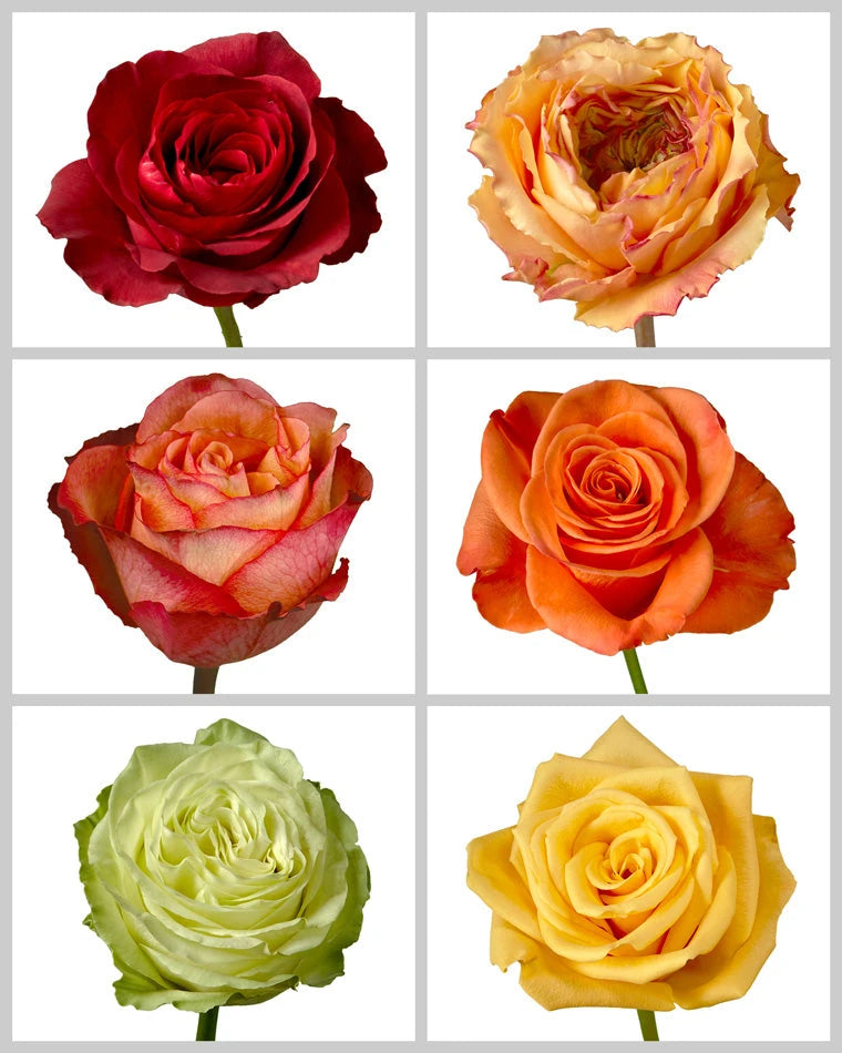 Roses Mixed Fall Box #460