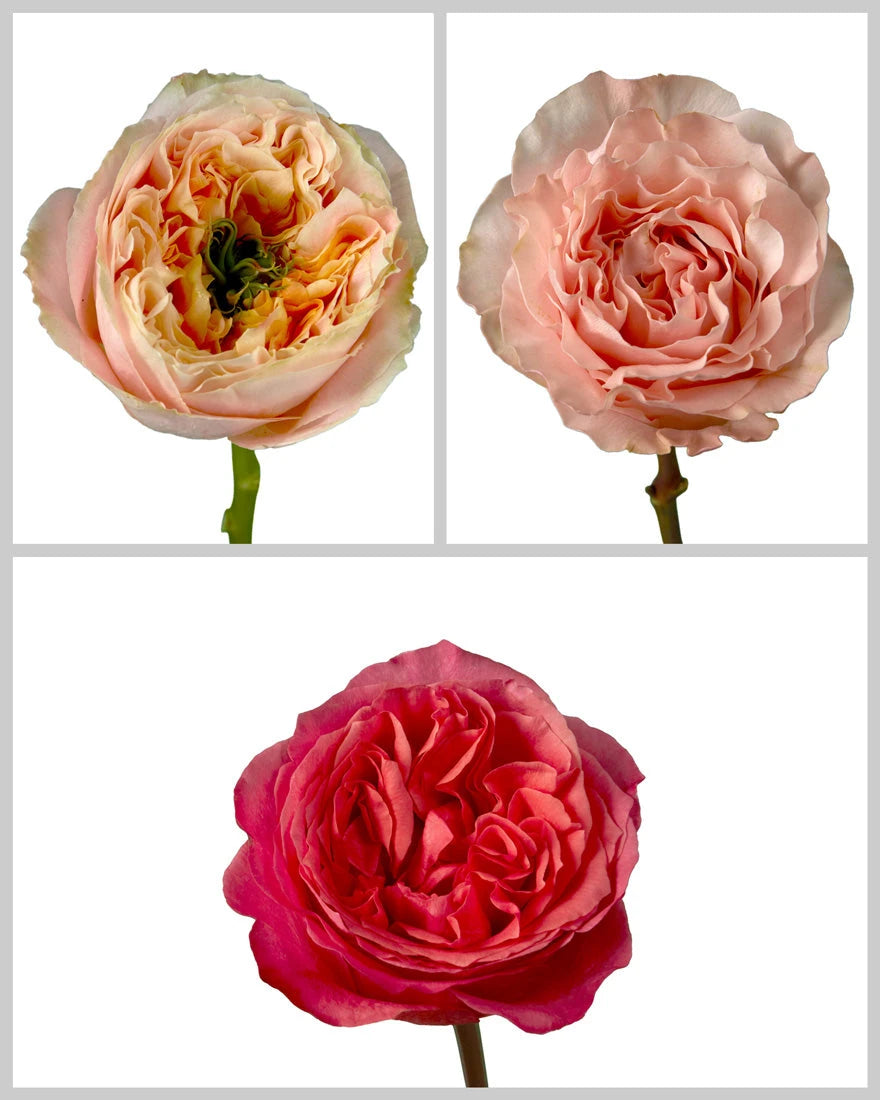 Roses Mixed Fall Box #461