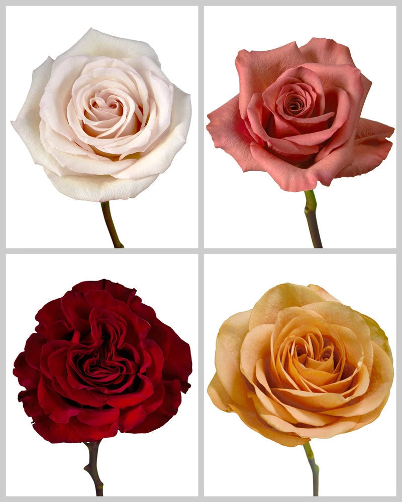 Unified Roses Wholesale Roses Mixed Wedding Box #193 | PetalJet