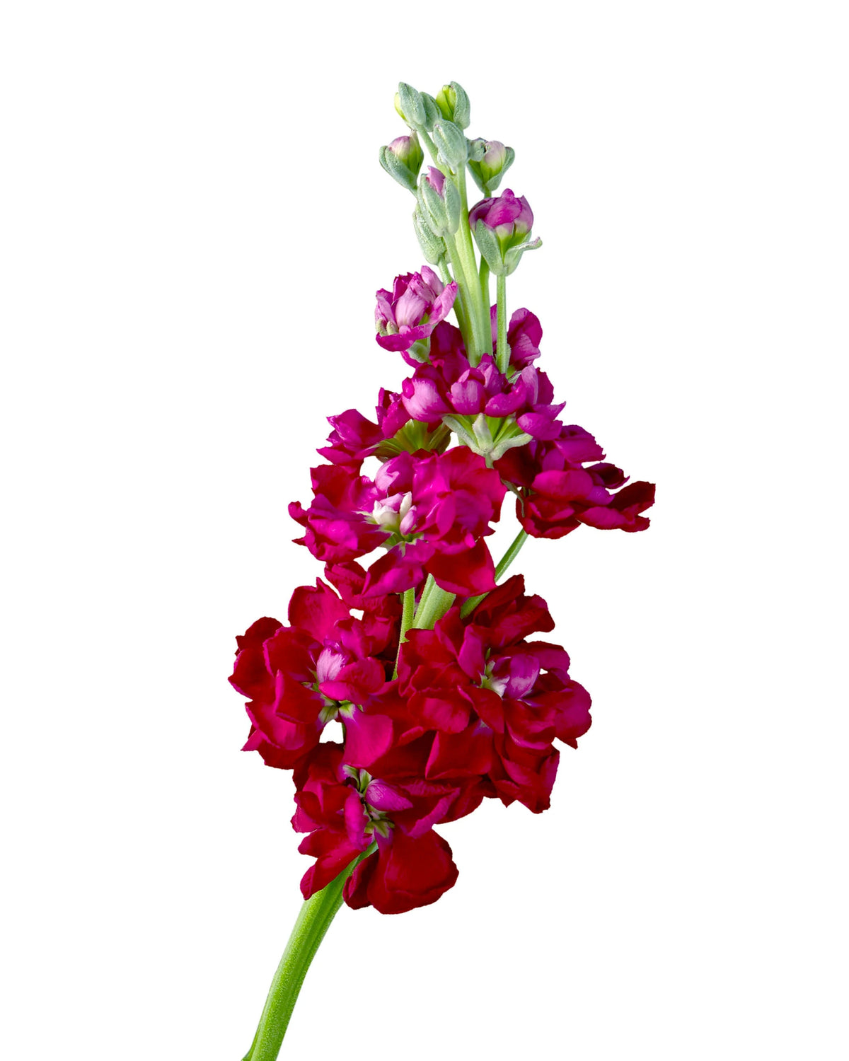 Ruby Double Stock Valentine's Day