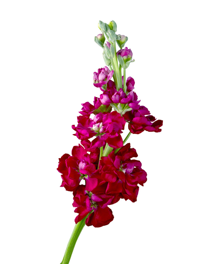 Ruby Double Stock Valentine's Day