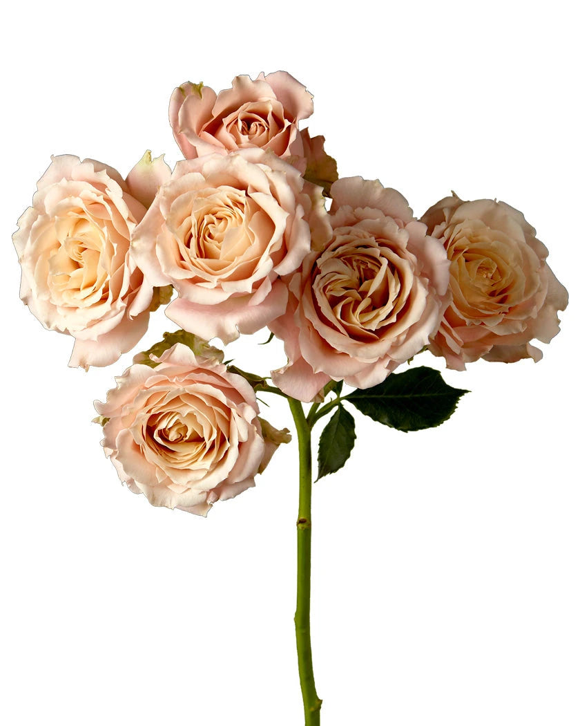 garden spray rose Spray Rose Sahara Sensation