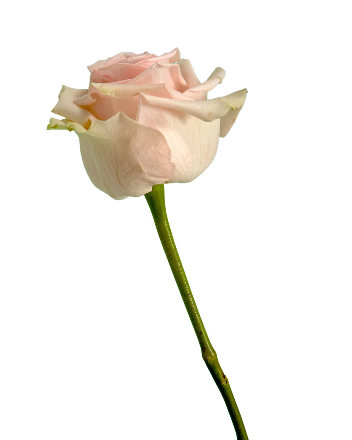 Salma Rose