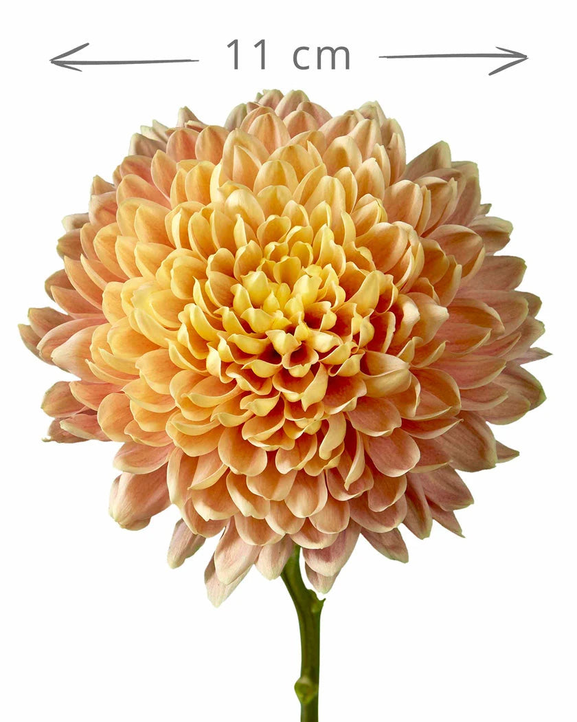 Salmon Oefa Cremon Chrysanthemum Salmon Oefa Cremon Chrysanthemum