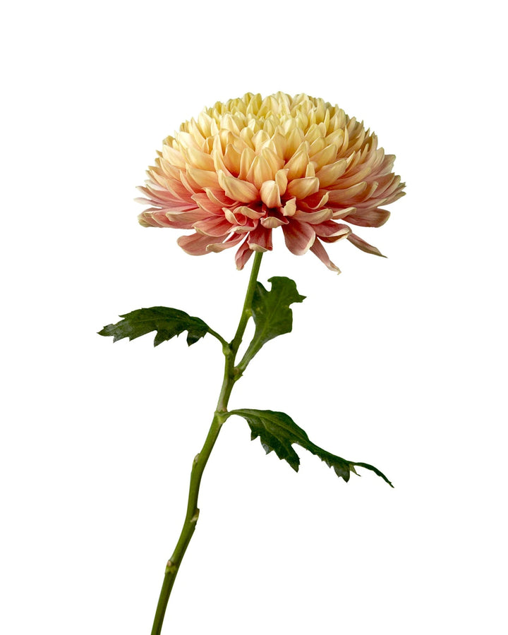 Salmon Oefa Cremon Chrysanthemum