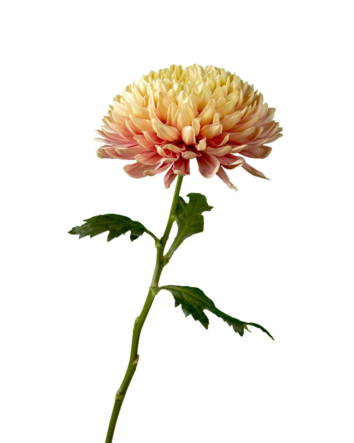 Salmon Oefa Cremon Chrysanthemum