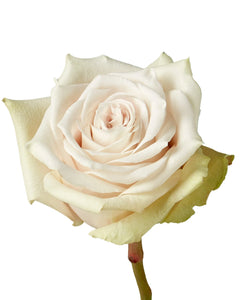 optimized_1760487205_240x.webp