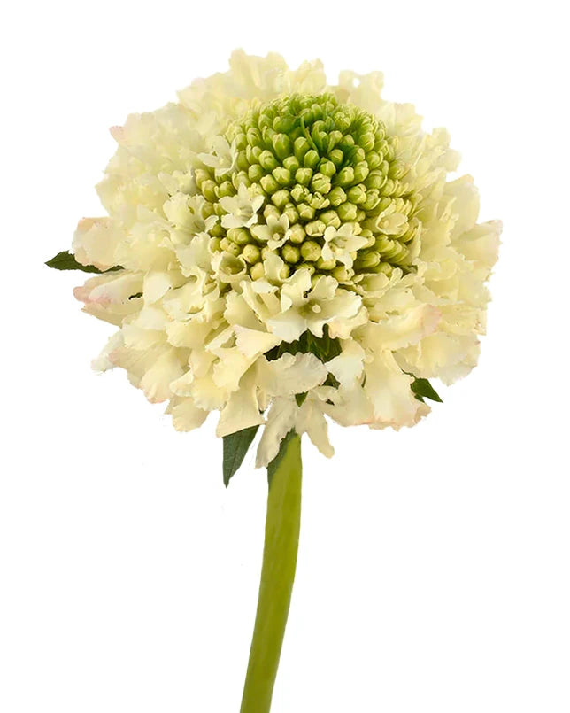 Scabiosa Focal Scoop Banana