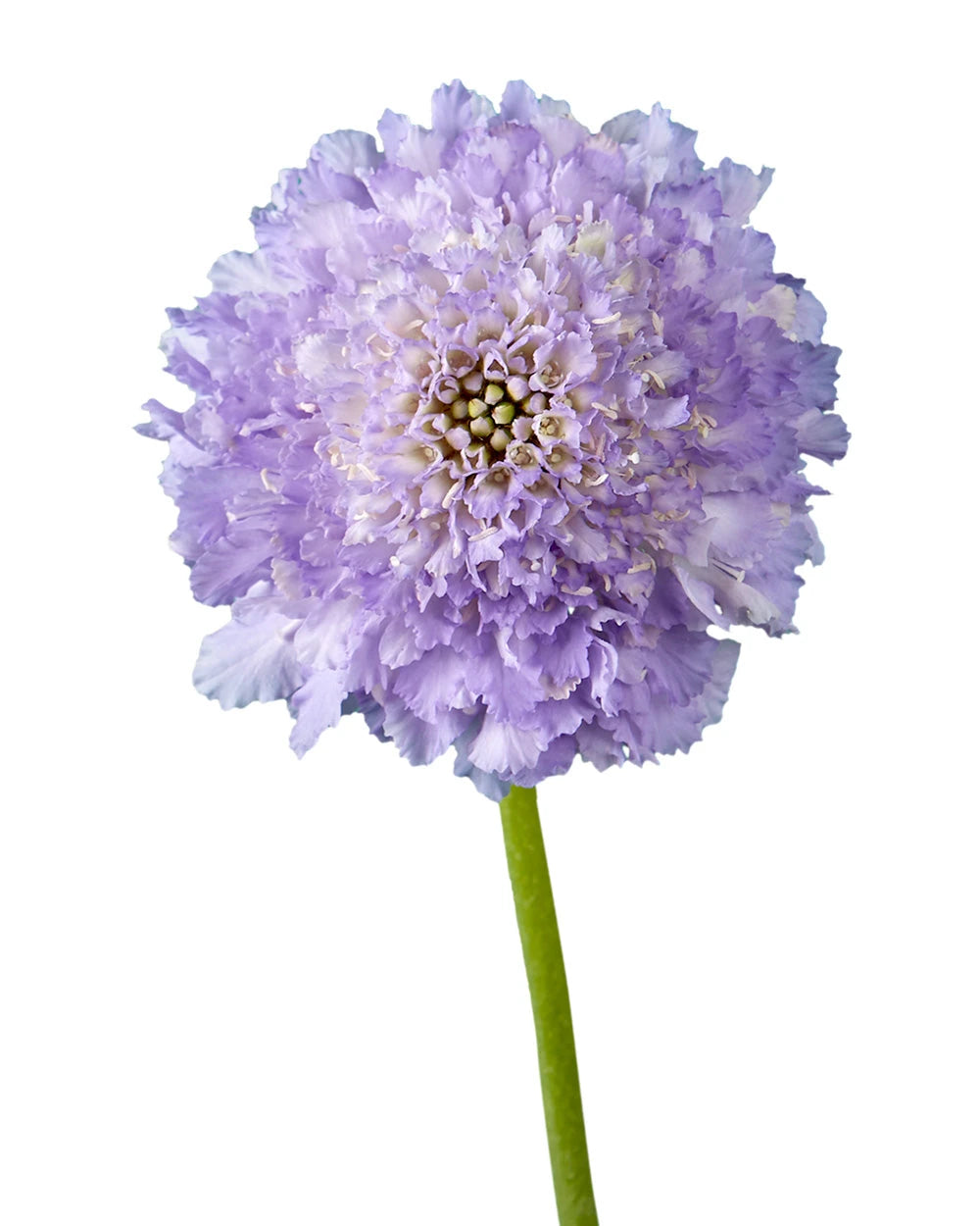 Scabiosa Focal Scoop Lavender
