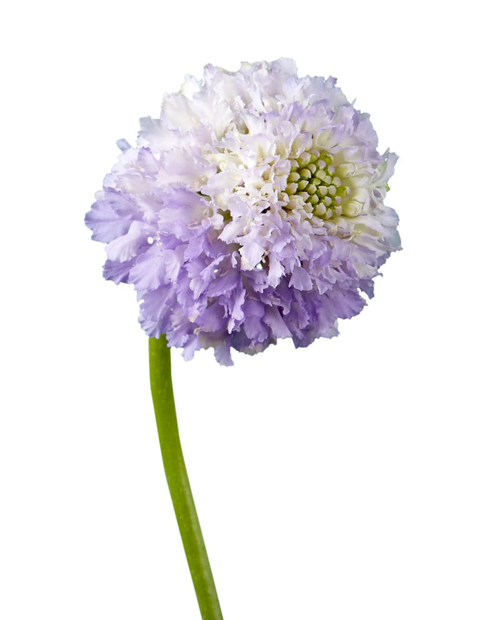 Scabiosa Focal Scoop Lavender
