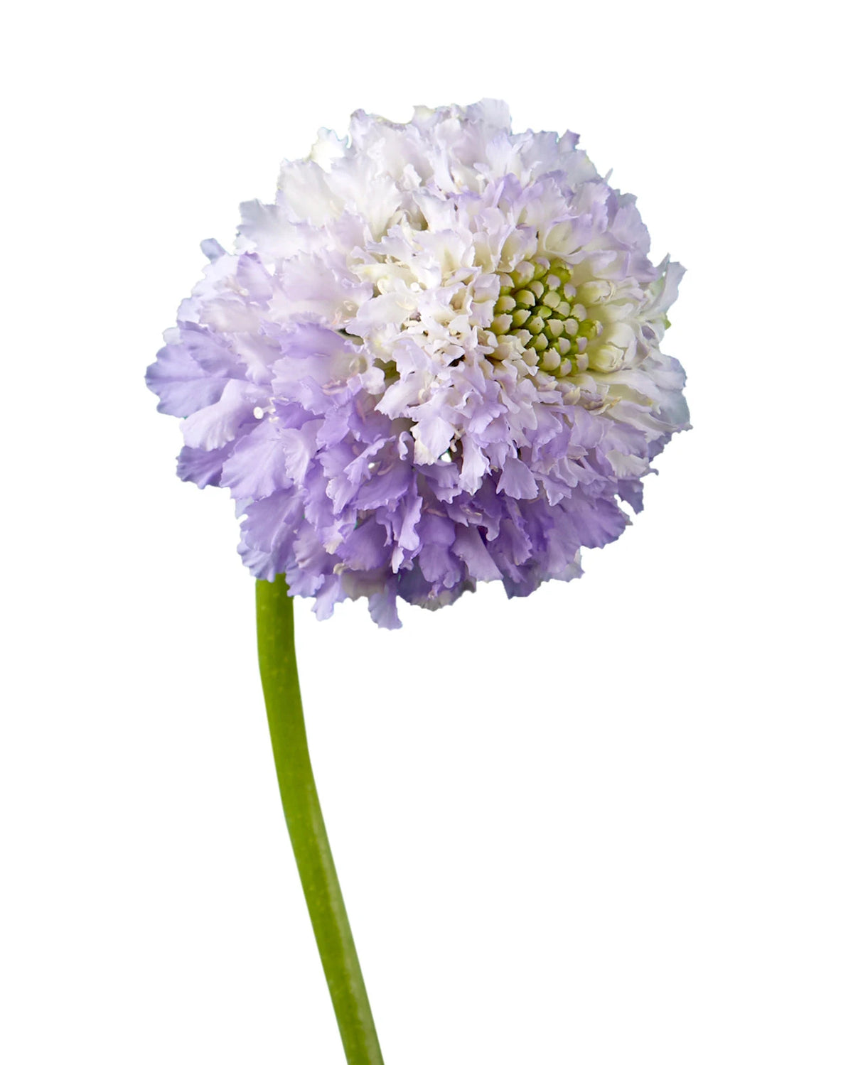Scabiosa Focal Scoop Lavender