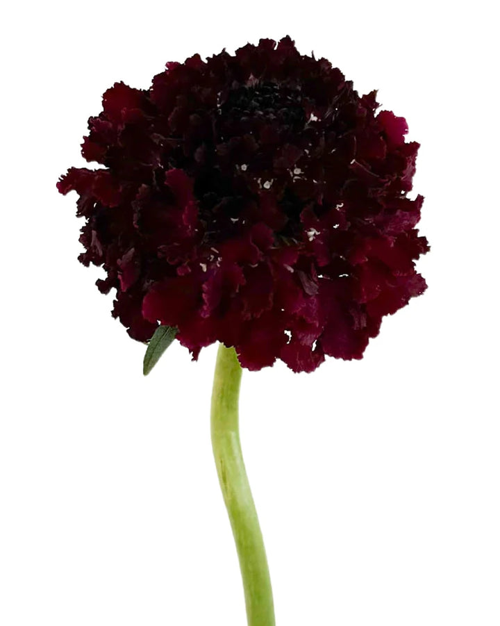 Scabiosa Focal Scoop Maraschino