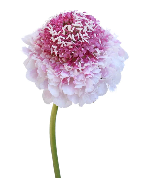 Wholesale Scabiosa Focal Scoop Strawberry | PetalJet
