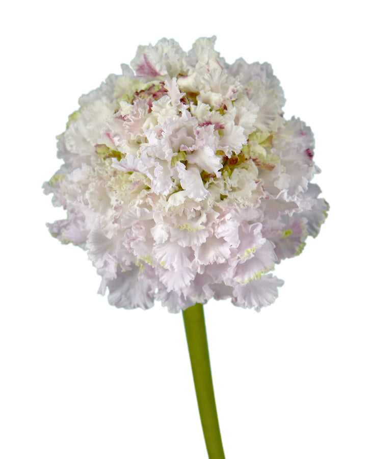 Scabiosa Focal Scoop Sweetness